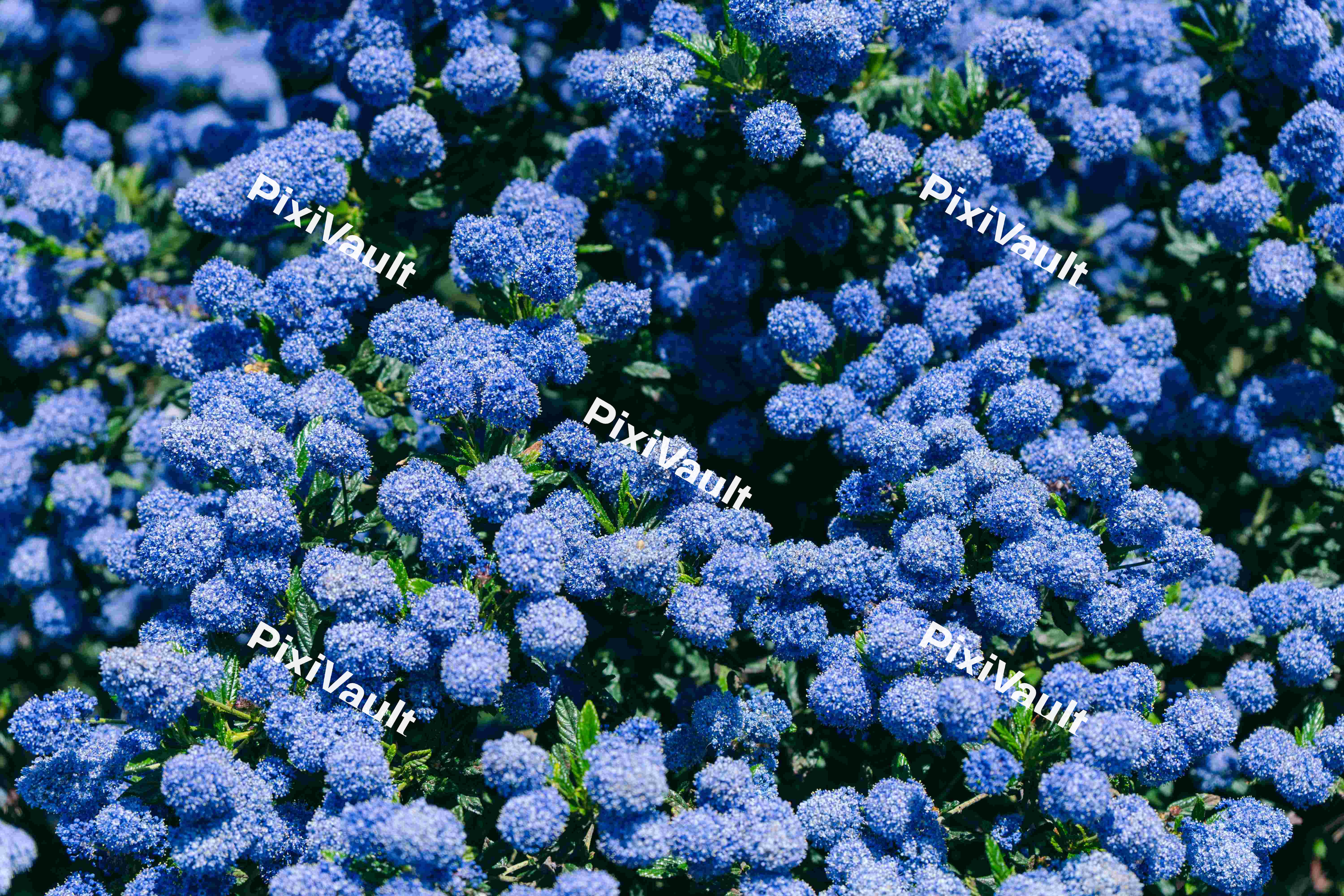 A Bunch of Ceanothus (Variation)